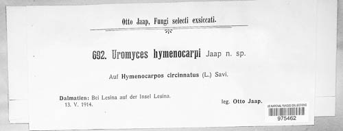 Uromyces hymenocarpi image